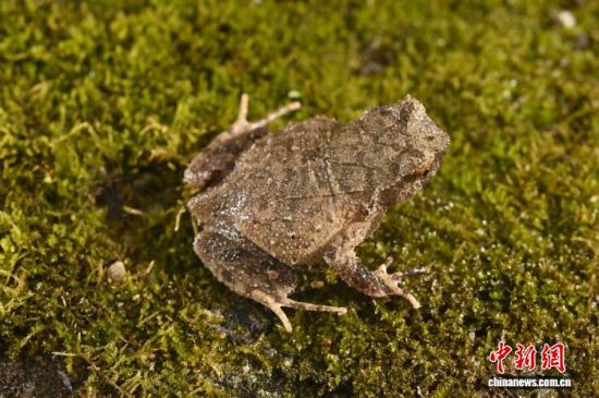 17岁男生发现新物种“筷子蛇”登上SCI(图1)