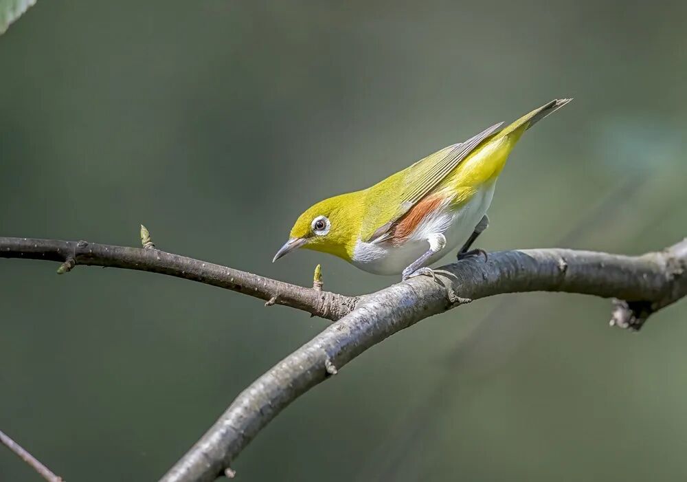 《贵州省鸟类名录（2025年版）》正式发布(图1)