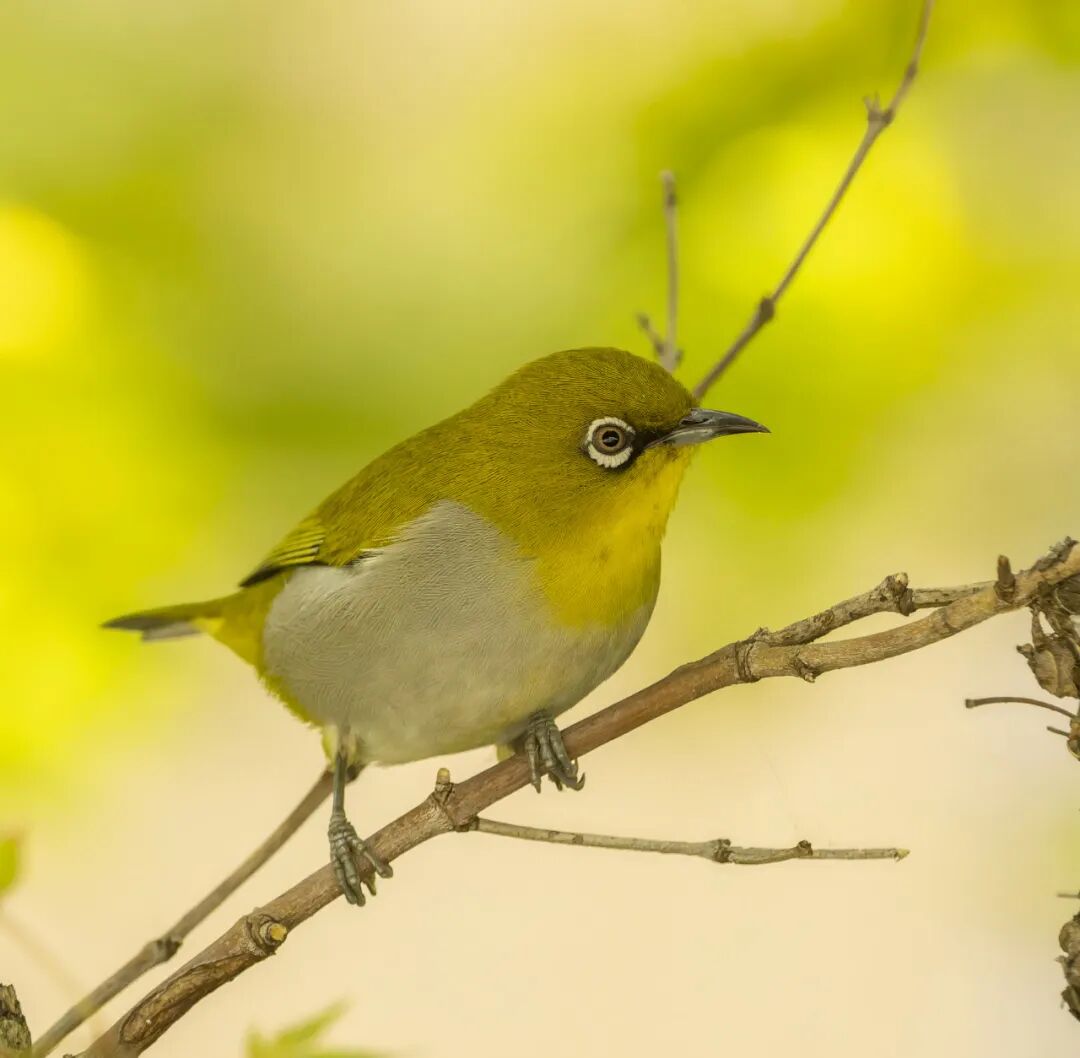 《贵州省鸟类名录（2025年版）》正式发布(图2)