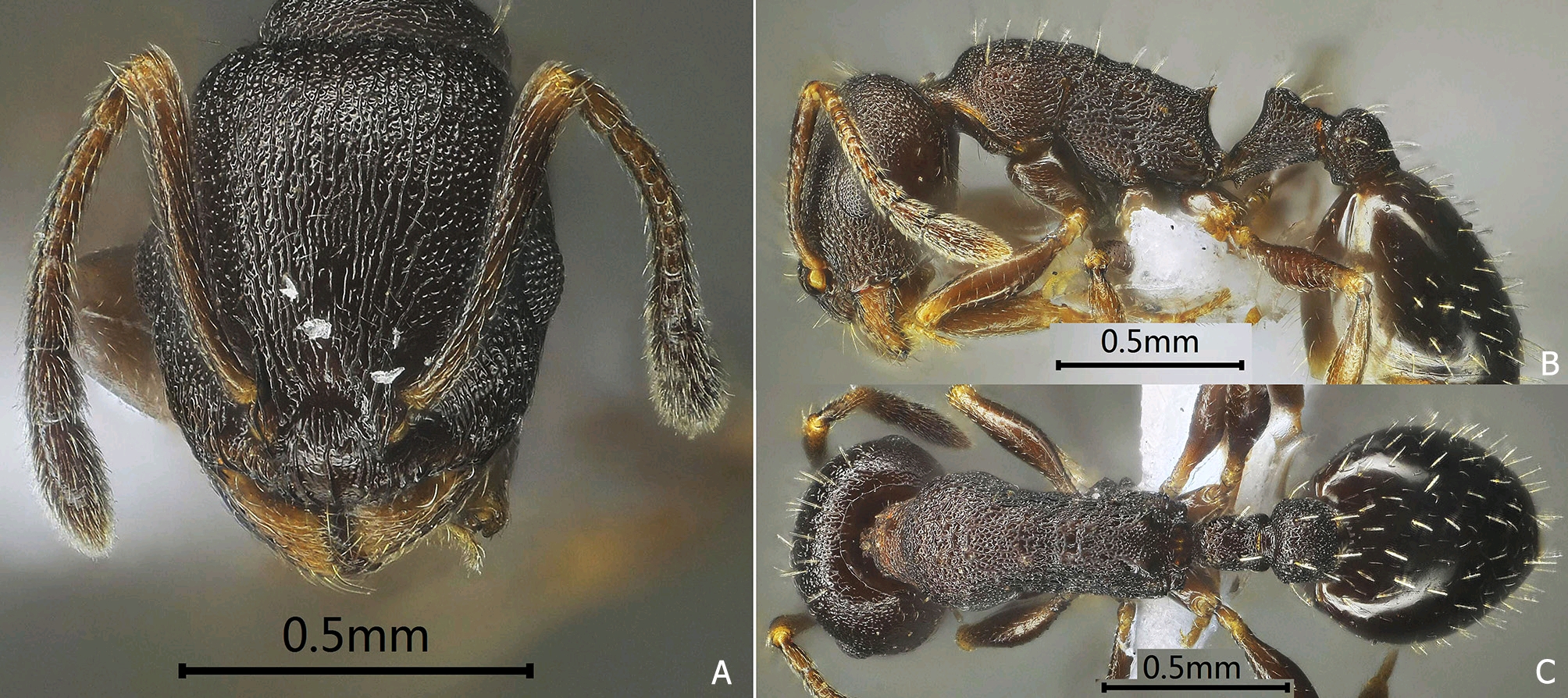 白酒行业的“数学运算”——“提取公约数、合并同类项、画出同心圆”(图1)