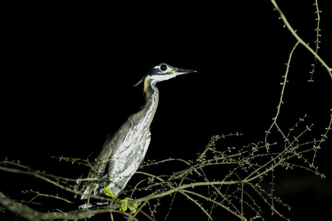 “世界上最神秘的鸟”首次亮相遂昌(图1)