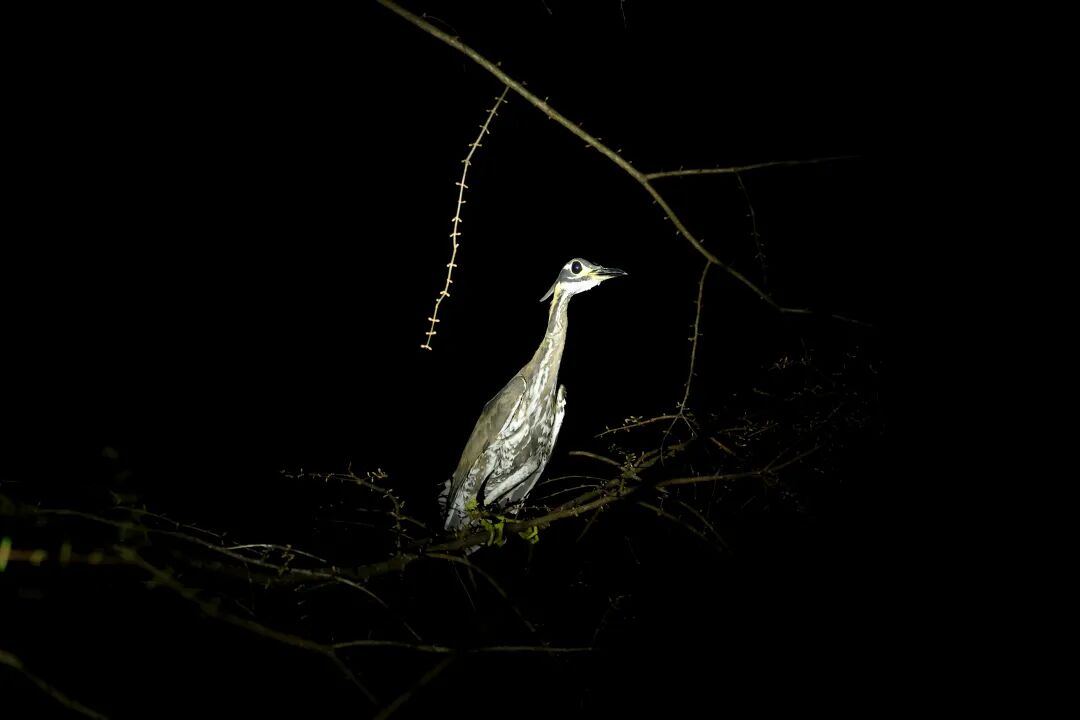 “世界上最神秘的鸟”首次亮相遂昌(图2)