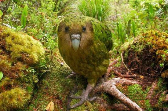 “鸟中大熊猫”黑鹳武汉遇险一文读懂这种珍稀候鸟(图1)