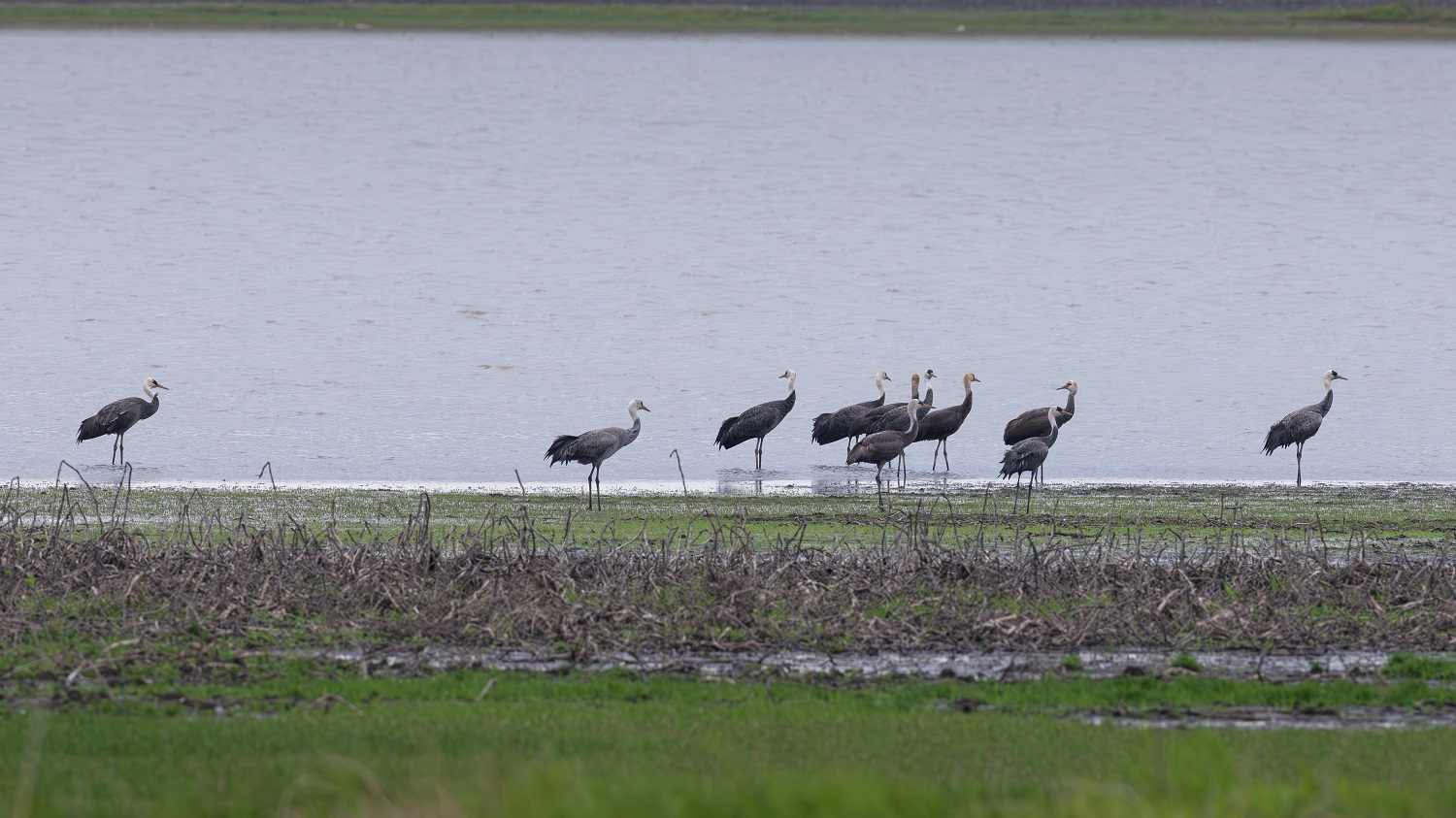 全国仅千只！428只白头鹤现身安徽菜子湖为北迁“最后补给”