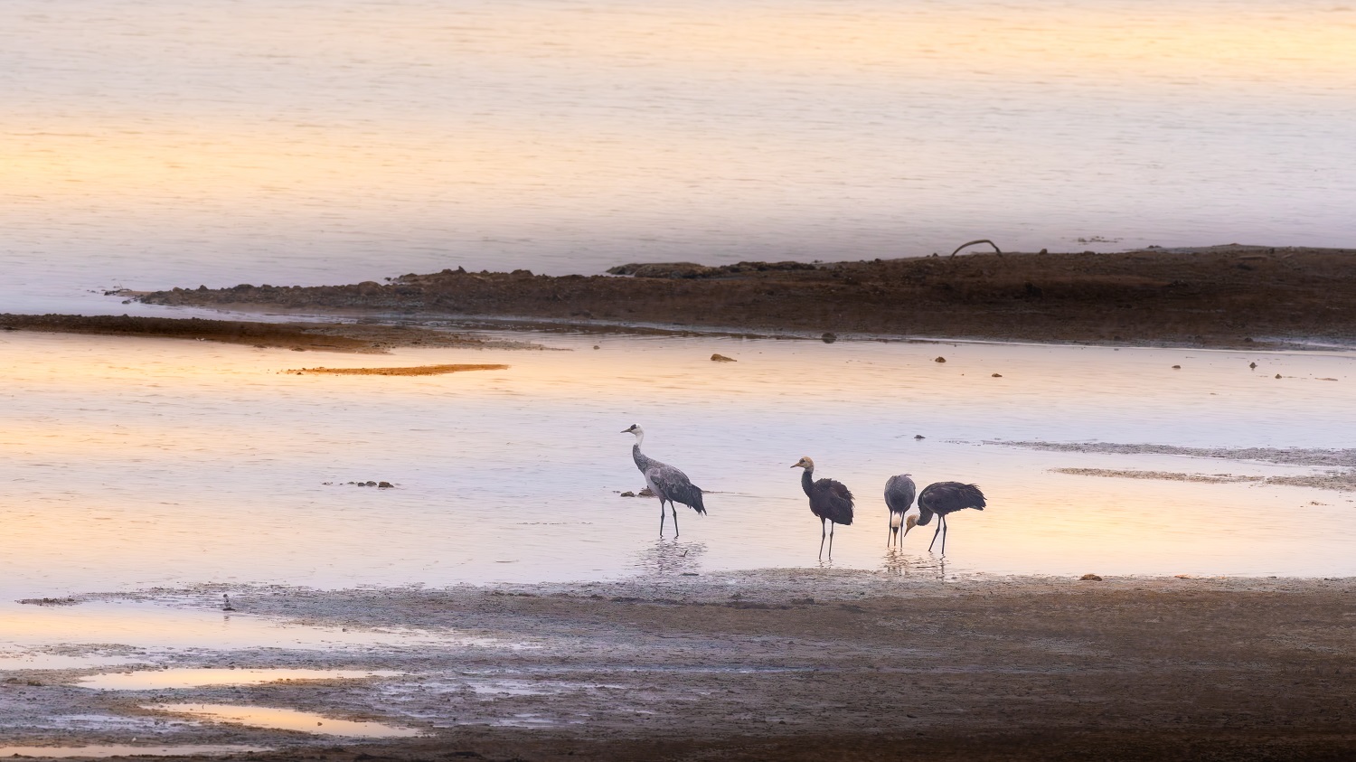 全国仅千只！428只白头鹤现身安徽菜子湖为北迁“最后补给”(图2)