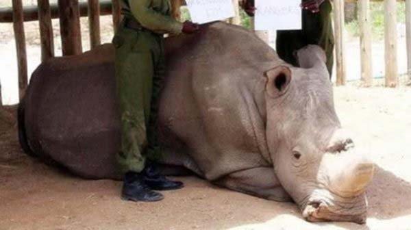 身披鳞甲的山林“土行孙”(图1)