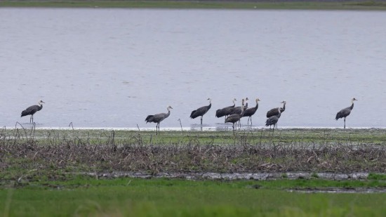 大群珍稀候鸟暂停北飞留安庆他连续10年为候鸟备口粮(图1)
