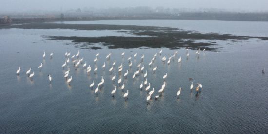 大群珍稀候鸟暂停北飞留安庆他连续10年为候鸟备口粮(图2)