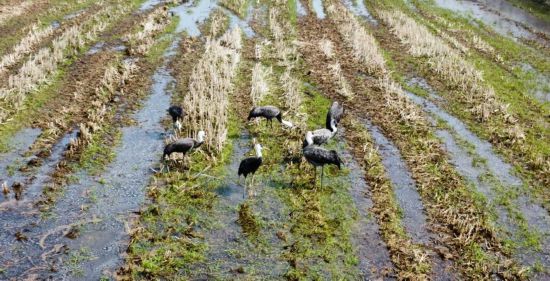 大群珍稀候鸟暂停北飞留安庆他连续10年为候鸟备口粮(图3)