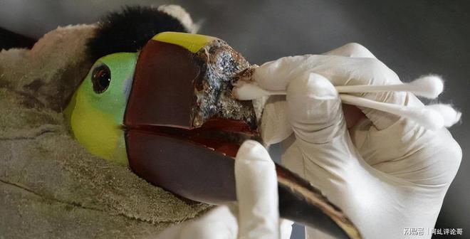 上海男子花6800元购鹤顶红一颗一年后被查获即定罪(图5)