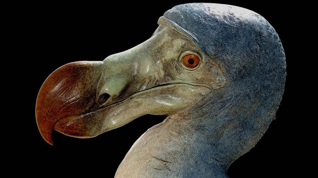 野生动物保护名单新增40个物种(图1)