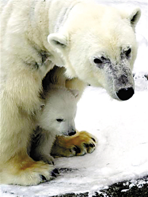 【世界】四十多个濒危物种被联合国列为受保护迁徙动物(图1)