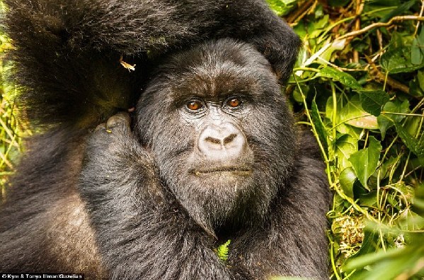 3月机构调研最新动向曝光