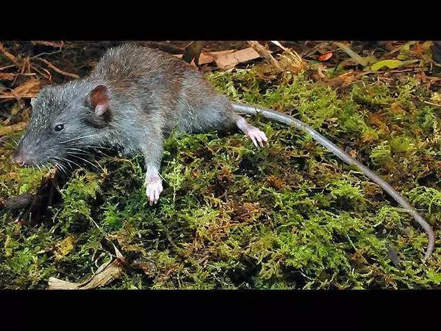 我国科研人员发现99个新物种(图1)