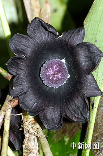 在渝高校研究团队发现两个新物种 世界蜘蛛名录“上新”(图1)