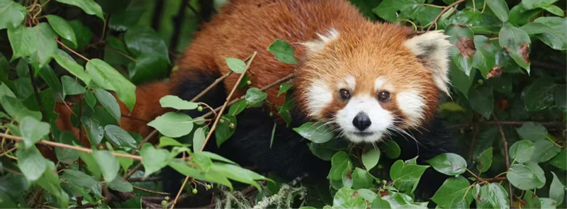 启航“十五五”实干开新局——四川宝兴依托独特资源禀赋打造全龄段生态研学新样板！(图7)