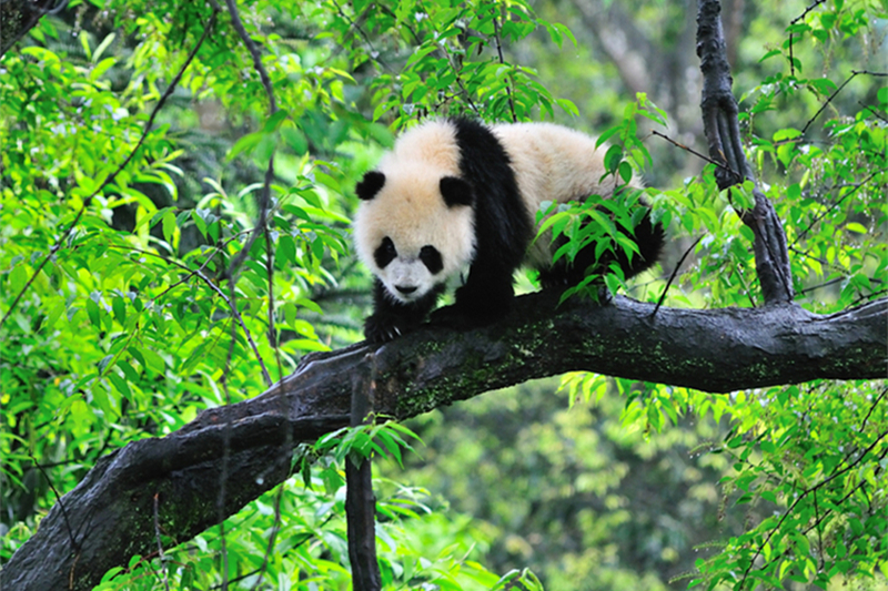 启航“十五五”实干开新局——四川宝兴依托独特资源禀赋打造全龄段生态研学新样板！(图6)