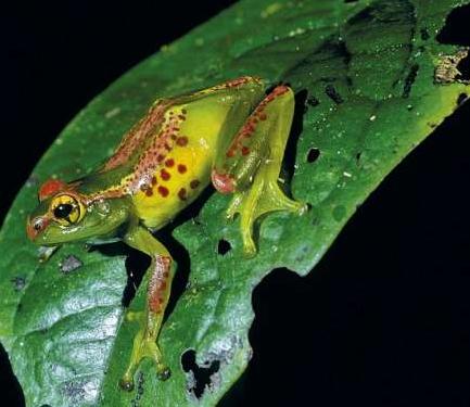 百年“悬案”终破解淡水鱼新物种文乔缨口鳅现身(图1)