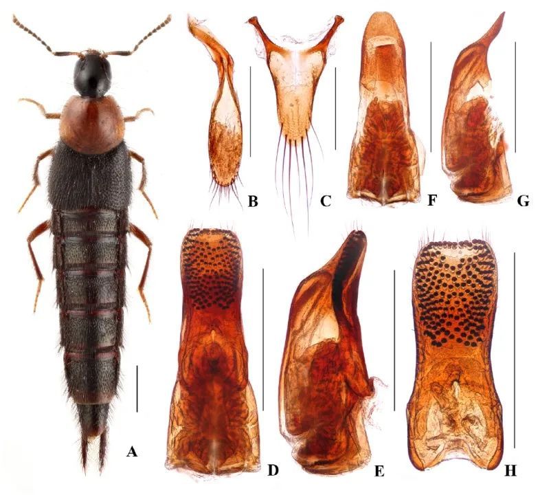 我国研究团队发现新的全球生物多样性热点 新华社(图1)