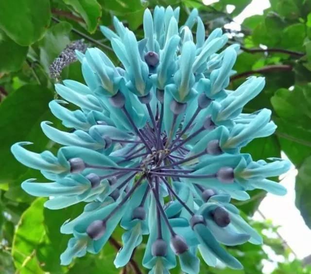 世界十大稀有花卉惊艳神秘濒临灭绝认识3种的都是牛人(图1)