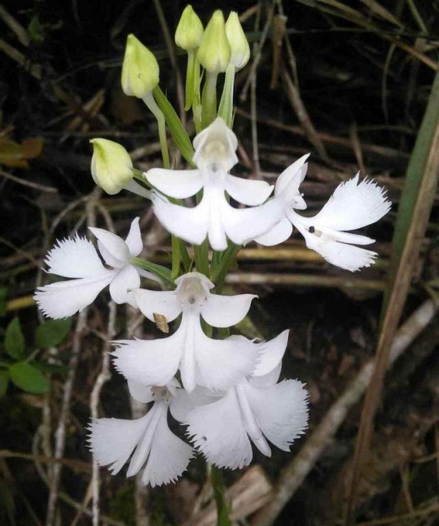 世界十大稀有花卉惊艳神秘濒临灭绝认识3种的都是牛人(图5)