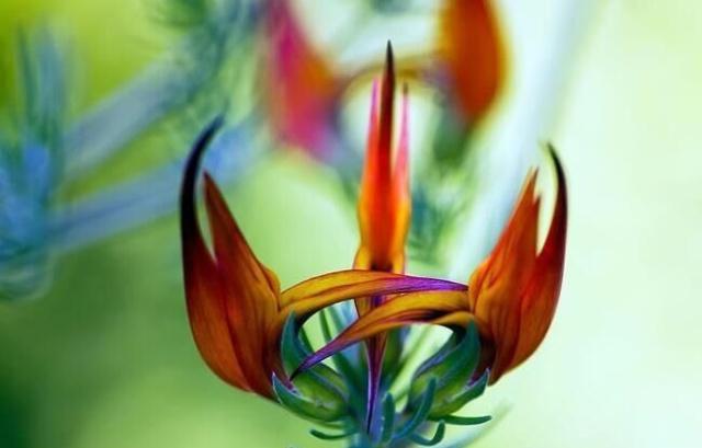 世界十大稀有花卉惊艳神秘濒临灭绝认识3种的都是牛人(图6)