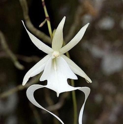 世界十大稀有花卉惊艳神秘濒临灭绝认识3种的都是牛人(图4)