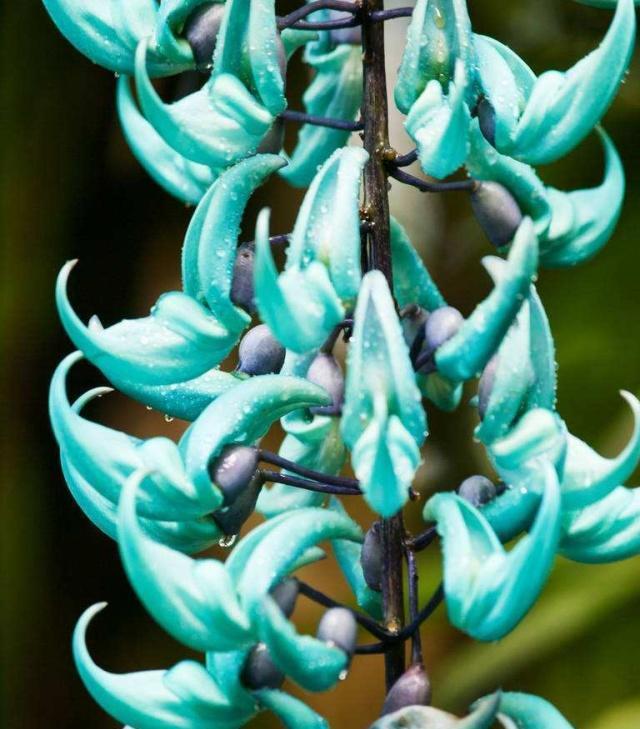 世界十大稀有花卉惊艳神秘濒临灭绝认识3种的都是牛人(图2)