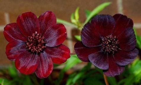 世界十大稀有花卉惊艳神秘濒临灭绝认识3种的都是牛人(图3)