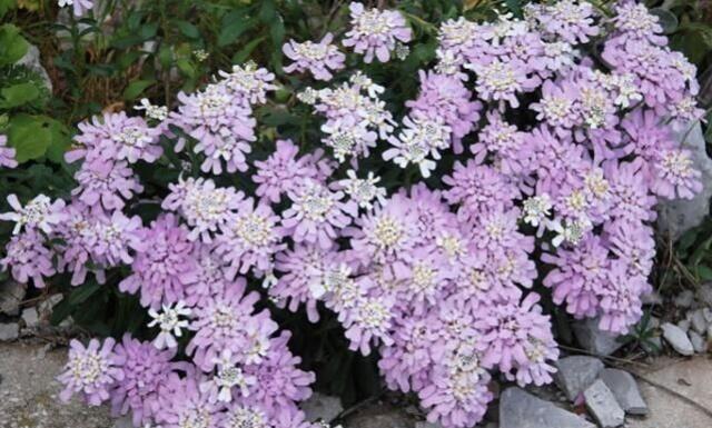 世界十大稀有花卉惊艳神秘濒临灭绝认识3种的都是牛人(图8)