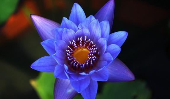 世界十大稀有花卉惊艳神秘濒临灭绝认识3种的都是牛人(图9)