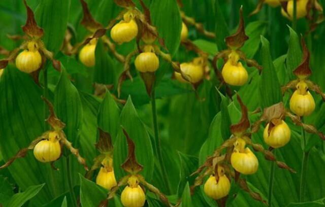 世界十大稀有花卉惊艳神秘濒临灭绝认识3种的都是牛人(图7)