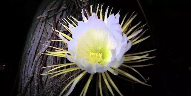 世界十大稀有花卉惊艳神秘濒临灭绝认识3种的都是牛人(图10)