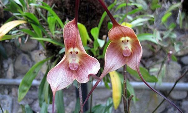 世界十大稀有花卉惊艳神秘濒临灭绝认识3种的都是牛人(图11)