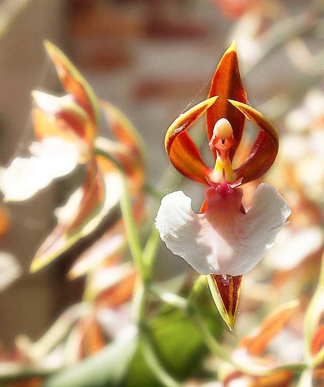 世界十大稀有花卉惊艳神秘濒临灭绝认识3种的都是牛人(图12)