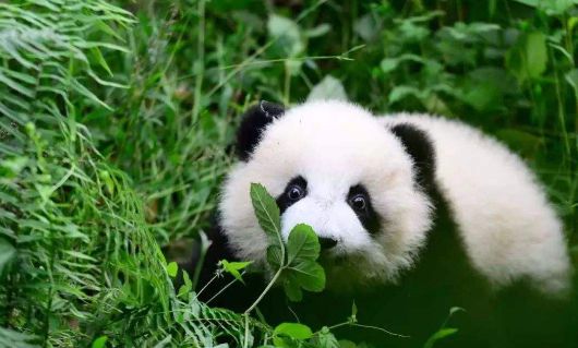 地球10大珍稀野生动物(图1)