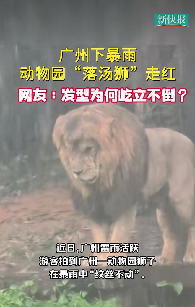 一场暴雨让长隆野生动物世界里的一头狮子走红：一定是“狮恋”了…(图1)