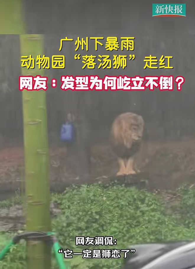 一场暴雨让长隆野生动物世界里的一头狮子走红：一定是“狮恋”了…(图2)