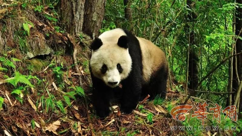 科学周刊探秘秦岭珍稀生灵：不止有“四宝” 个个都是国宝级(图1)