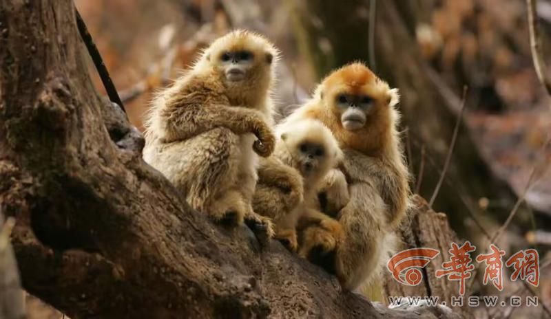 科学周刊探秘秦岭珍稀生灵：不止有“四宝” 个个都是国宝级(图2)