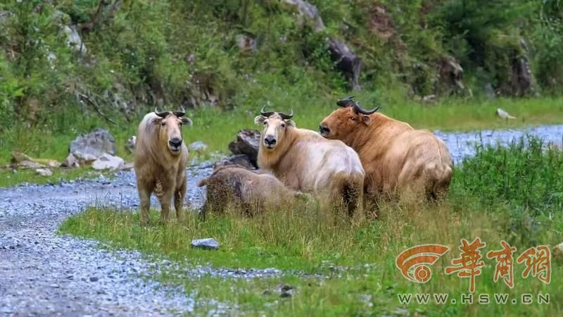 科学周刊探秘秦岭珍稀生灵：不止有“四宝” 个个都是国宝级(图3)