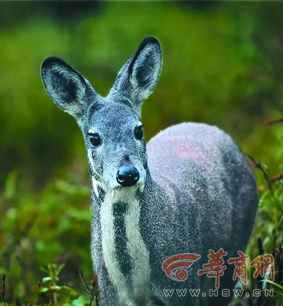 科学周刊探秘秦岭珍稀生灵：不止有“四宝” 个个都是国宝级(图5)