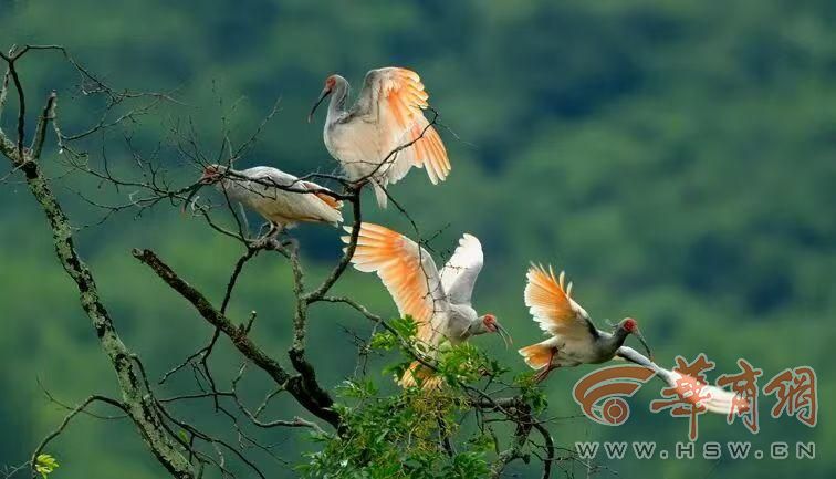 科学周刊探秘秦岭珍稀生灵：不止有“四宝” 个个都是国宝级(图4)