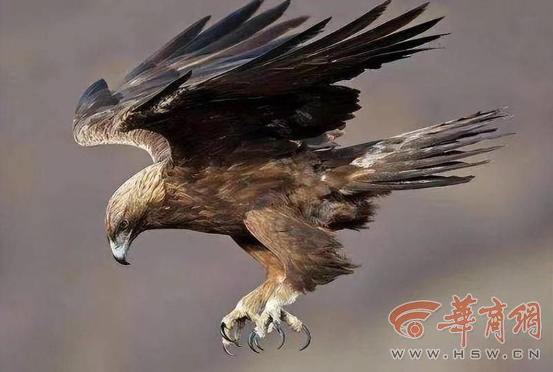 科学周刊探秘秦岭珍稀生灵：不止有“四宝” 个个都是国宝级(图6)