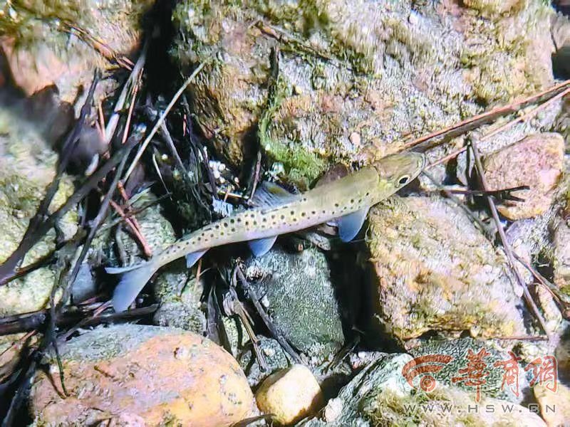 科学周刊探秘秦岭珍稀生灵：不止有“四宝” 个个都是国宝级(图7)