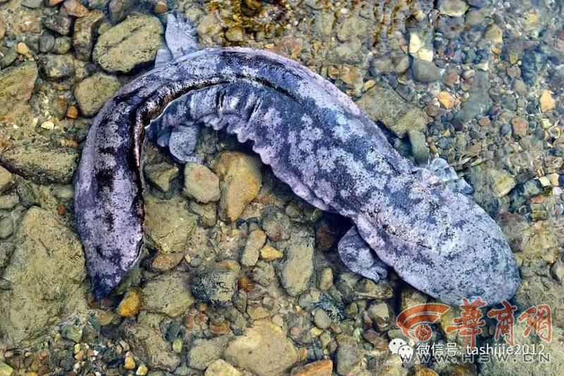 科学周刊探秘秦岭珍稀生灵：不止有“四宝” 个个都是国宝级(图8)