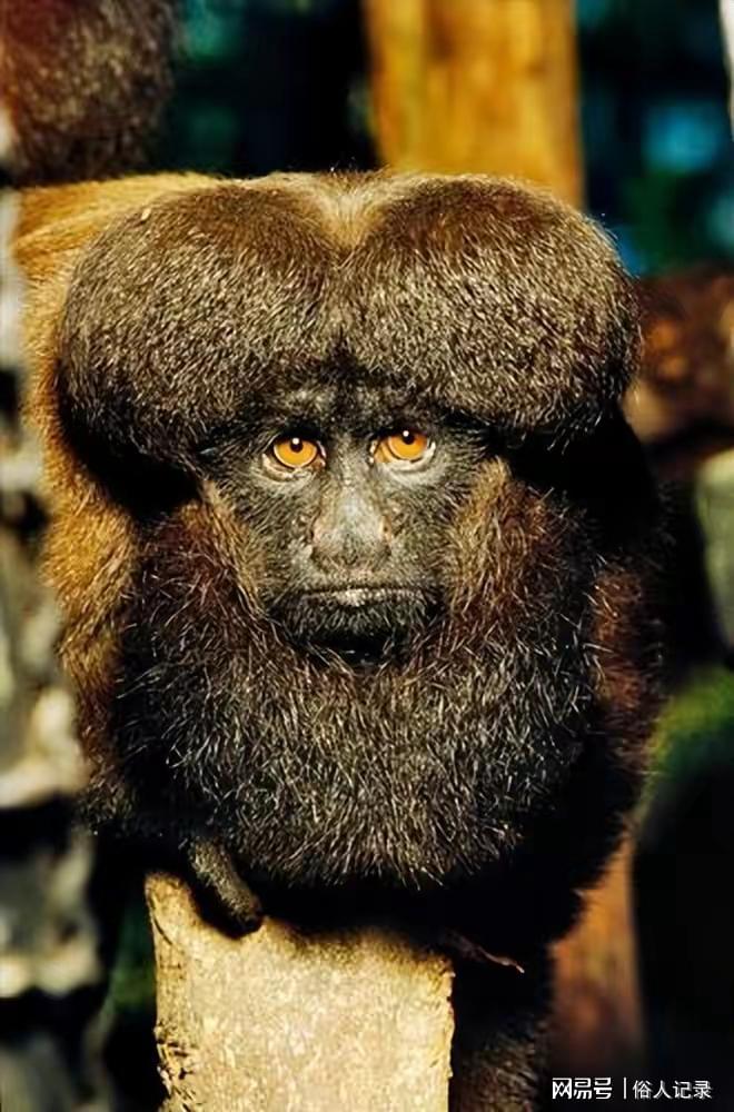 被判定灭绝几千年！1971年意外重现 靠吃仙人掌存活今仅存千只(图1)