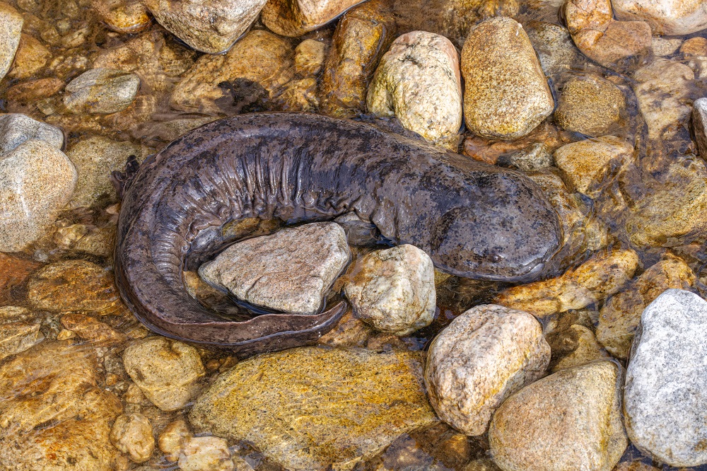 安徽科学家在岳西发现大鲵新种“鹞落坪大鲵”为研究这一极危“活化石”物种带来新机遇(图1)