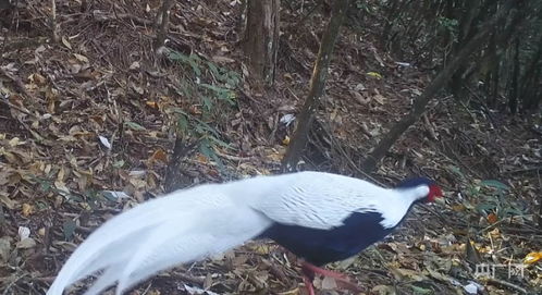 中国有哪些野生动物(图1)