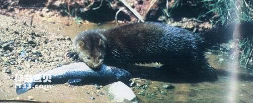 海南公布4起依法惩治破坏鸟类等野生动物资源犯罪典型案例(图1)